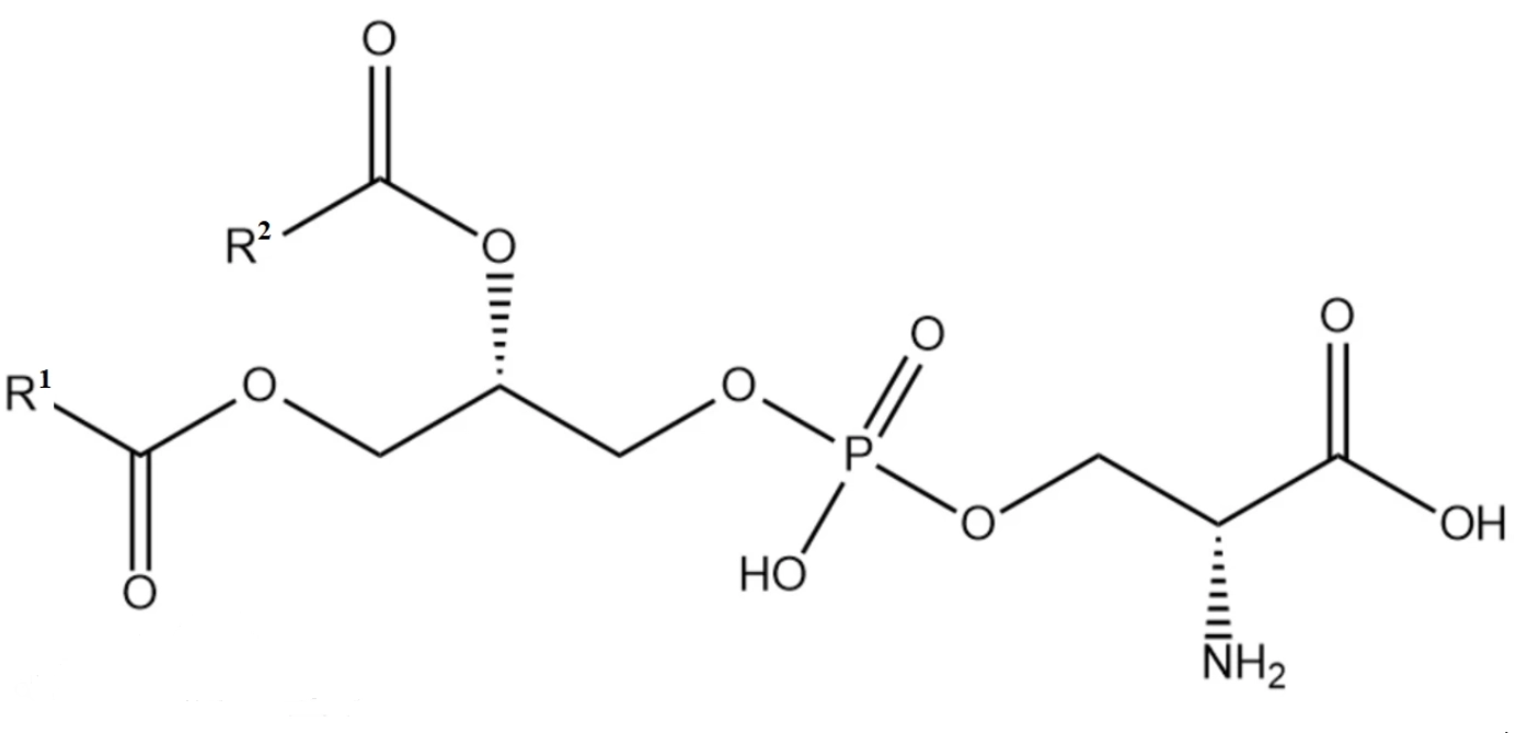 Фосфатидилсерин (PS) Phosphatidylserine